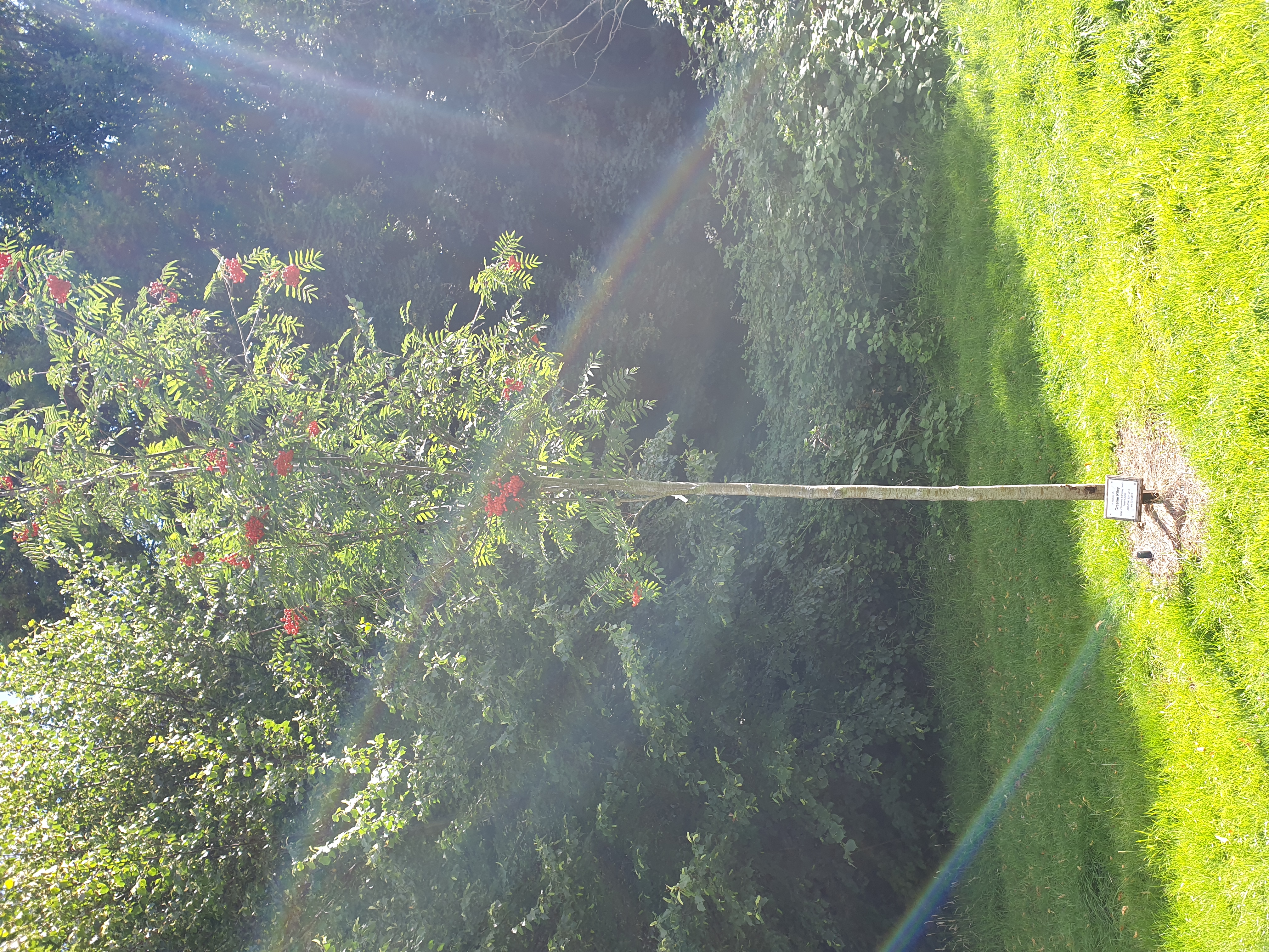 the Rowan Tree planted in memory of Graeme Riley