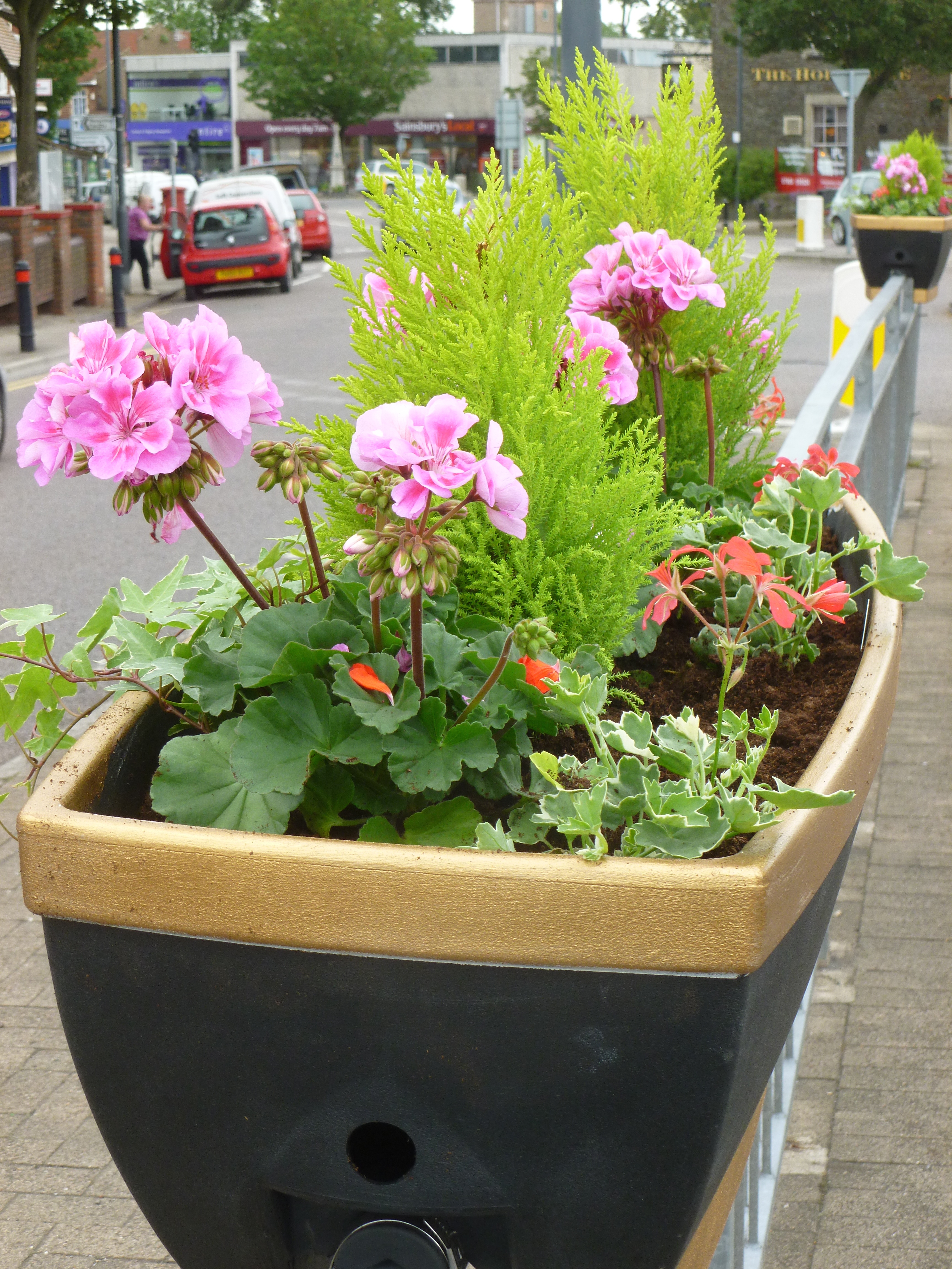 Planter with pink Geraniums and dwarf conifers
