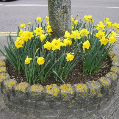 stone planter at the base of tree